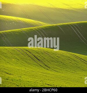 Verde primavera natura sfondo con il sole e l'erba. Onde sul campo. Moravia Toscana - Repubblica Ceca - Europa. Foto Stock