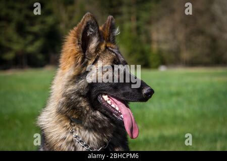 Ritratto di un cane pastore tedesco a pelo lungo (alsaziano), ansante Foto Stock