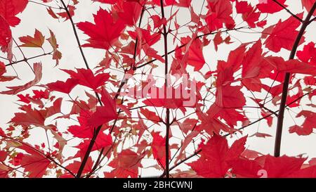 Autunno colorato rosso foglia di acero di giardino giapponese da sotto l'albero di acero. Ramo autunnale di acero con foglie rosse. Foto Stock