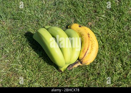 Nell'erba verde si trovano un mazzo di banane non mature e mature Foto Stock