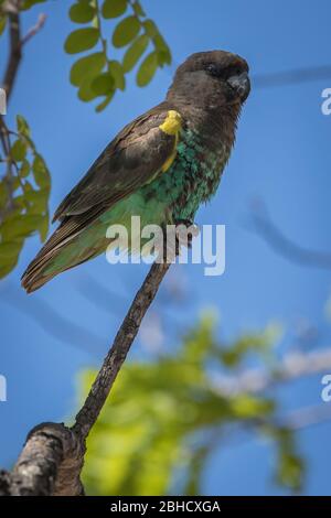 Paesaggi savani del Parco Nazionale di Hwange, Matabeleland Nord, Zimbabwe, forniscono habitat per il pappagallo di Meyer, Poicephalus meyeri, Foto Stock