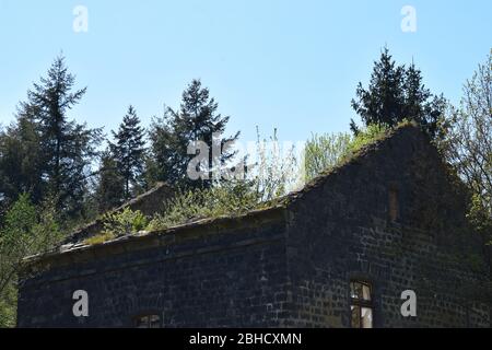 natura che rivendica la rovina di un vecchio mulino abbandonato Foto Stock