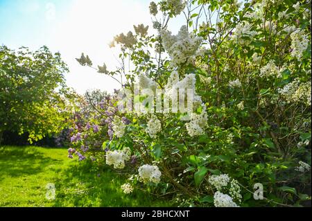 Brighton UK 25 Aprile 2020 - i lilac che sono in piena fioritura alla National Lilac Collection nel Withdean Park Brighton in una calda giornata di sole durante le restrizioni di blocco durante la crisi pandemica Coronavirus COVID-19 . Il parco famoso per i suoi lilac ha la seconda collezione più grande del mondo con oltre 250 tipi . Credit: Simon Dack / Alamy Live News Foto Stock