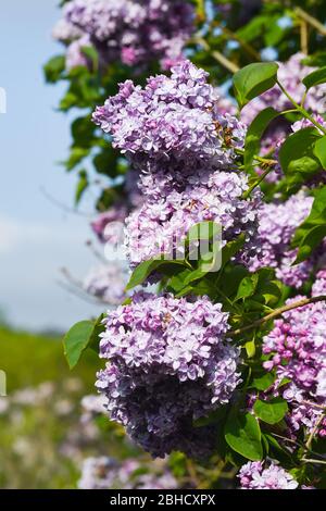 Brighton UK 25 Aprile 2020 - i lilac che sono in piena fioritura alla National Lilac Collection nel Withdean Park Brighton in una calda giornata di sole durante le restrizioni di blocco durante la crisi pandemica Coronavirus COVID-19 . Il parco famoso per i suoi lilac ha la seconda collezione più grande del mondo con oltre 250 tipi . Credit: Simon Dack / Alamy Live News Foto Stock