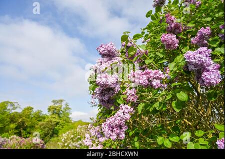 Brighton UK 25 Aprile 2020 - i lilac che sono in piena fioritura alla National Lilac Collection nel Withdean Park Brighton in una calda giornata di sole durante le restrizioni di blocco durante la crisi pandemica Coronavirus COVID-19 . Il parco famoso per i suoi lilac ha la seconda collezione più grande del mondo con oltre 250 tipi . Credit: Simon Dack / Alamy Live News Foto Stock