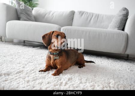 Cane seduto su tappeto in soggiorno con divano sullo sfondo. Foto Stock