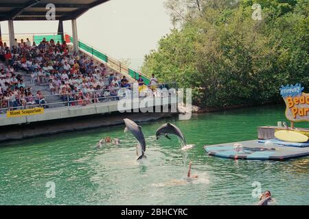 Delfini che saltano fuori dall'acqua durante uno spettacolo al Miami Seaquarium negli anni '1980, Florida, Stati Uniti Foto Stock