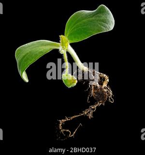 Zucca verde germogliata, alta risoluzione, isolata in nero Foto Stock
