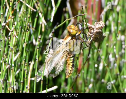 Recentemente emerse libellula dopo aver sparso la sua pelle ninfa e trasformandosi nella sua forma libellula. Anche la pelle della ninfa è mostrata. Canne di stagno. Ciclo di vita. Foto Stock