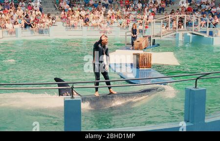 Un trainer corre su una balena killer durante uno spettacolo al Miami Seaquarium negli anni '80, Florida, USA Foto Stock