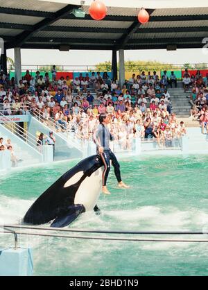 Un trainer corre sul naso di una balena killer durante uno spettacolo al Miami Seaquarium negli anni '80, Florida, USA Foto Stock