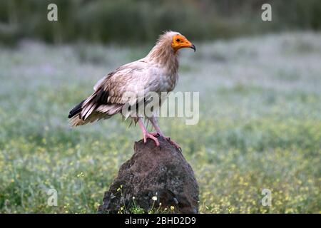 Adulto di avvoltoio egiziano, scavenger, Neophron percnopterus Foto Stock