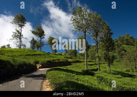 Piantagioni di tè sulla strada per Lipton Seat, Sri Lanka. Foto Stock