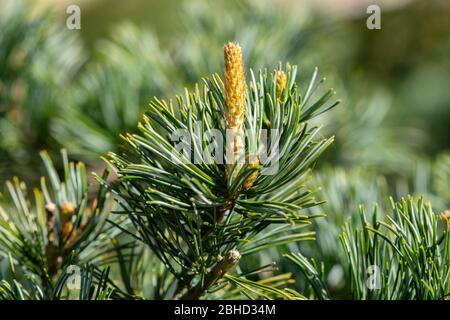 Primo piano di una parviflora Pinus Foto Stock