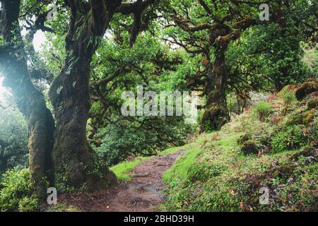 Alberi di alloro endemici magici nella foresta di Fanal laurisilva a Madeira, Patrimonio dell'Umanità in Portogallo. Splendidi boschi estivi verdi con nebbia fitta Foto Stock