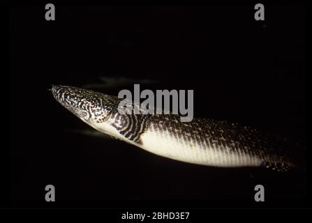 Ornati, bichir Polypterus ornatipinnis Foto Stock