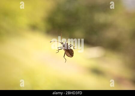 Bug dello scudo chiazzato, bug della penna marmorata marrone, Halyomorfa halys, peste sedersi sul vetro della finestra, vista dal basso, sfondo verde. Foto Stock