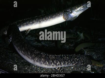 Ornati, bichir Polypterus ornatipinnis Foto Stock