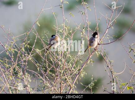 Bulbul bianco barrato su un albero spinoso. Foto Stock