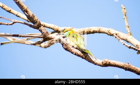 Poco verde Gruccione (Merops orientalis) Foto Stock