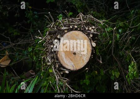 Albero che è stato tagliato in legno di Brighton Withdean Park coperto in edera Regno Unito Foto Stock