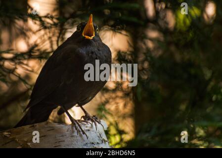 Turdus merula maschio, primo piano macro, nel suo ambiente urbano. Foto Stock