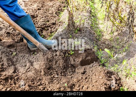 Nuova raccolta di patate su un campo di patate. Appena scavato patate organico del nuovo raccolto Foto Stock