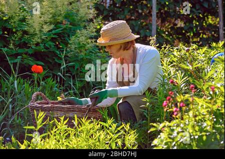 Una donna in cappello di paglia che lavora con l'erbacce nel giardino Foto Stock