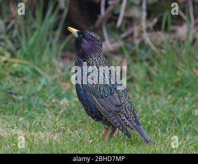 Coloratissima Starling con piumaggio iridato posato su prato d'erba Foto Stock