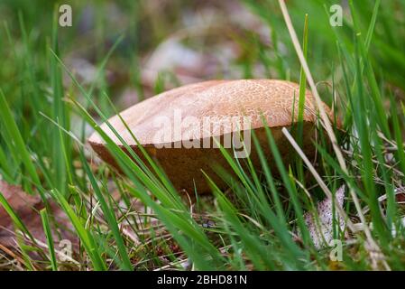 Funghi in fondo all'albero nell'erba Foto Stock
