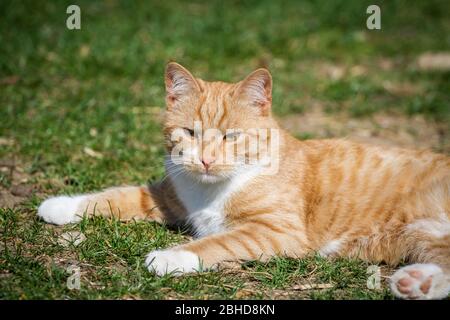 Yound gatto rosso tabby maschio giace al sole Foto Stock