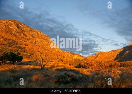 La mattina presto nel Parco Nazionale delle Montagne di Guadalupe in Texas USA Foto Stock