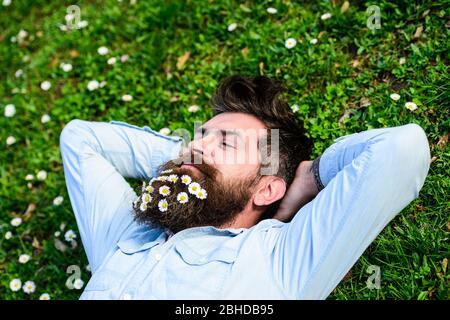 Concetto di vacanza di primavera. L'ippocampo sul volto felice si deposita sull'erba. Macho con barba e baffi gode di primavera, verde prato sfondo. L'uomo guarda bene con i fiori di daisy o camomilla nella barba. Foto Stock