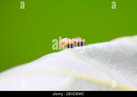una specie di insetti - larve ladybug sulla foglia. Foto Stock