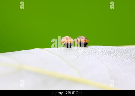 una specie di insetti - larve ladybug sulla foglia. Foto Stock