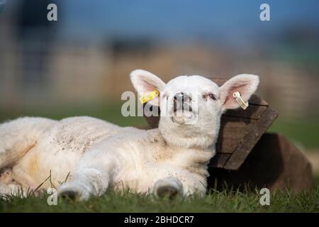 Gli agnelli di Texel riposano nel campo, godendo del sole di primavera. North Yorkshire, Regno Unito. Foto Stock