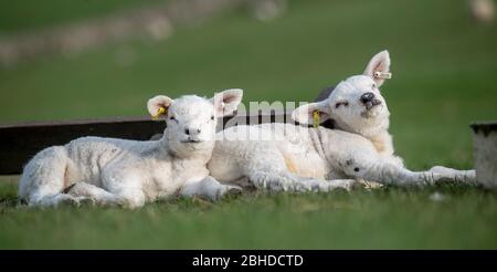 Gli agnelli di Texel riposano nel campo, godendo del sole di primavera. North Yorkshire, Regno Unito. Foto Stock