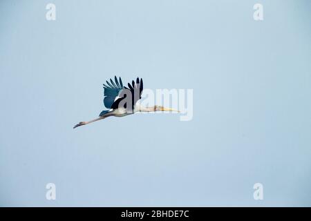 Stork dipinto (Mycteria leucpcephala), giovanile in volo Foto Stock