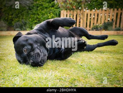 Staffordshire Bull Terrier sdraiato giù cane a metà strada attraverso un rotolo su erba, all'esterno. C'è una leggera sfocatura del movimento. Foto Stock