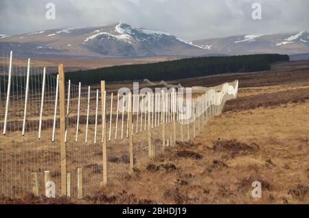 Una recinzione di cervi che attraversa un ampio paesaggio di brughiere nelle Highlands scozzesi settentrionali. Ben Armine è sullo sfondo. Foto Stock