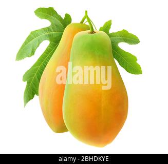 Papaia isolata. Due frutti di papaia su un ramo di albero con ieaves isolato su sfondo bianco Foto Stock