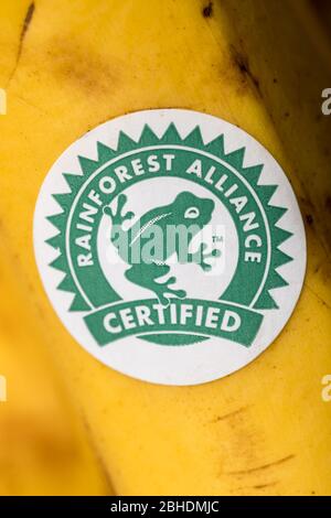 Logo Rainforest Alliance su una banana Foto Stock