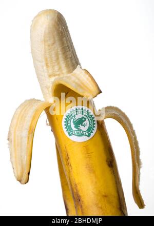 Adesivo con logo Rainforest Alliance su una banana Foto Stock