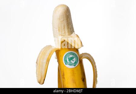 Adesivo con logo Rainforest Alliance su una banana Foto Stock