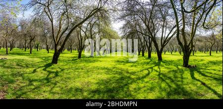 Frutteto di mele in primavera con file di vecchi alberi non potati - Somerset UK Foto Stock