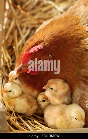 Madre Hen con i polli neonati nel nido. Gallus addomesticus. Pollame biologico fattoria. Foto Stock