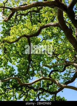 Guardando in su nella tettoia di un inglese o peduncolo quercia Quercus robur con foglie appena emerse in primavera - Somerset UK Foto Stock