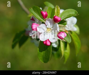 Apple Malus domestica fiore mostrando aperto cinque petalled fiore ad anello da cinque boccioli rossi - Somerset UK Foto Stock