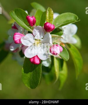Apple Malus domestica fiore mostrando aperto cinque petalled fiore ad anello da cinque boccioli rossi - Somerset UK Foto Stock
