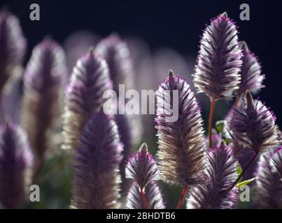 Australiano nativo retroilluminato viola Ptilotus exaltatus Joey fiori selvatici, famiglia Amaranthaceae. Chiamata Mulla Mulla dagli indigeni australiani. Foto Stock